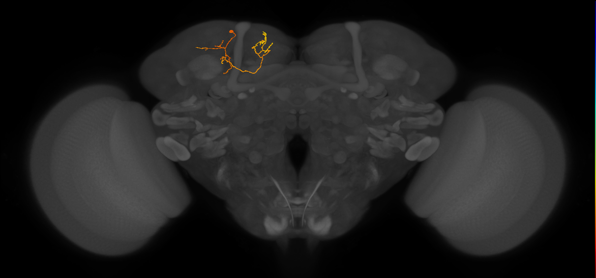 CB1548_L (MaleCNS:171101)