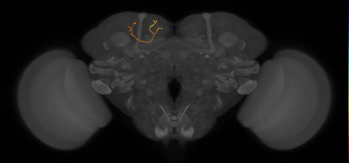 CB1548_L (MaleCNS:185706)