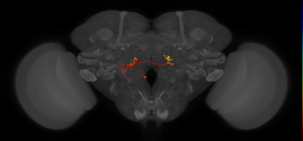 CB1556_L (MaleCNS:62184)