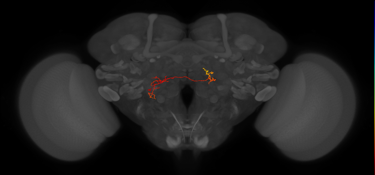 CB1556_L (MaleCNS:123654)