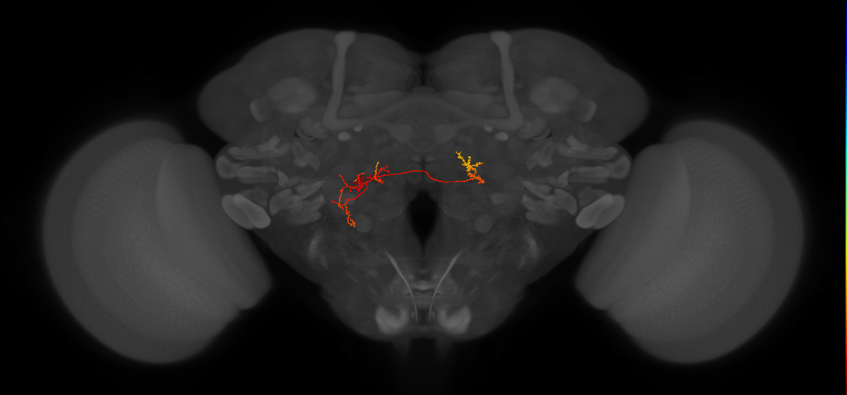 CB1556_L (MaleCNS:167351)