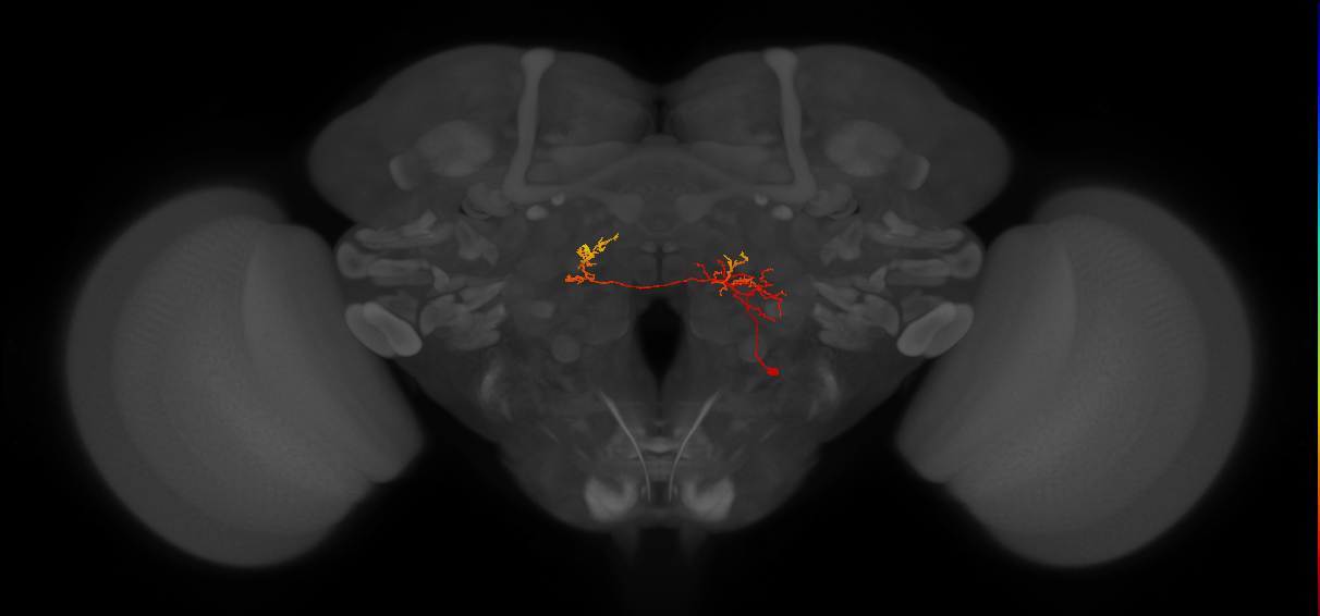 CB1556_R (MaleCNS:94870)