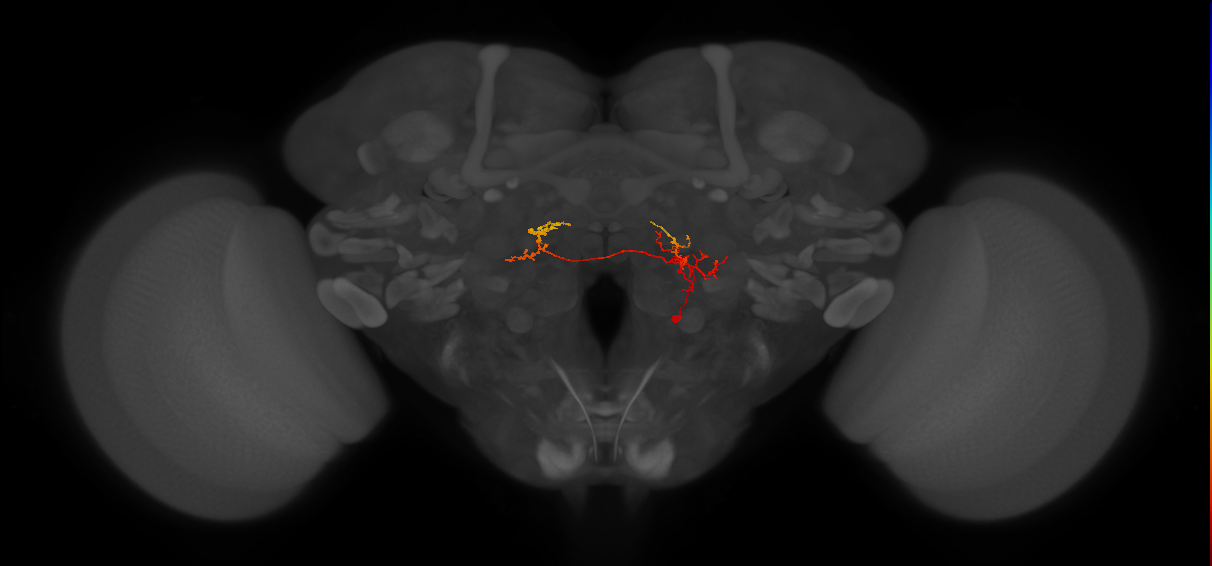 CB1556_R (MaleCNS:100121)