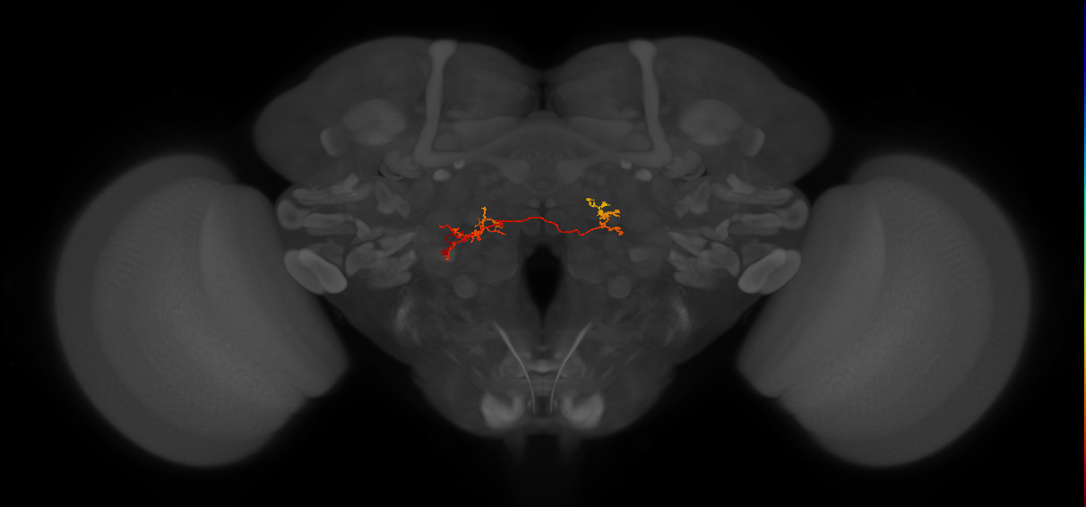 CB1556_L (MaleCNS:118484)