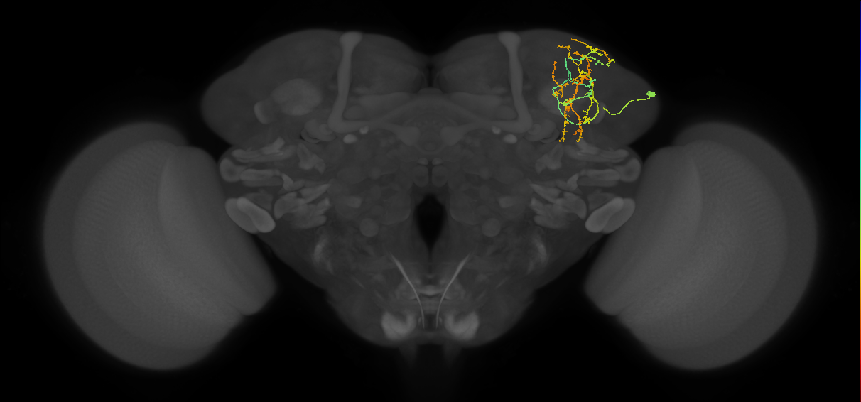 CB1604_R (MaleCNS:44566)