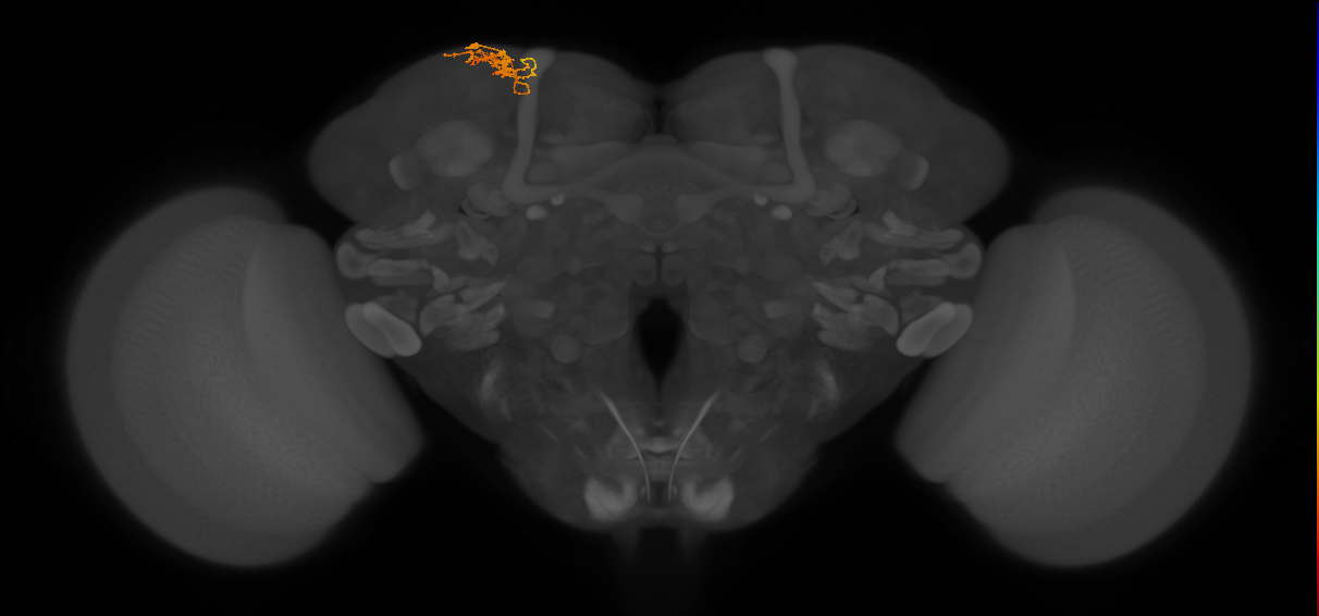 CB1617_L (MaleCNS:139026)