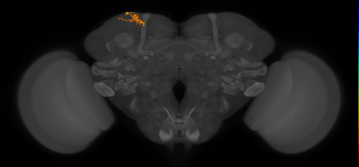 CB1617_L (MaleCNS:114520)