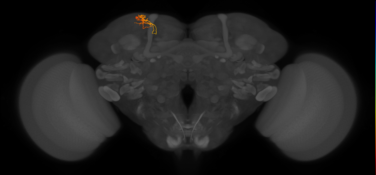 CB1617_L (MaleCNS:156363)