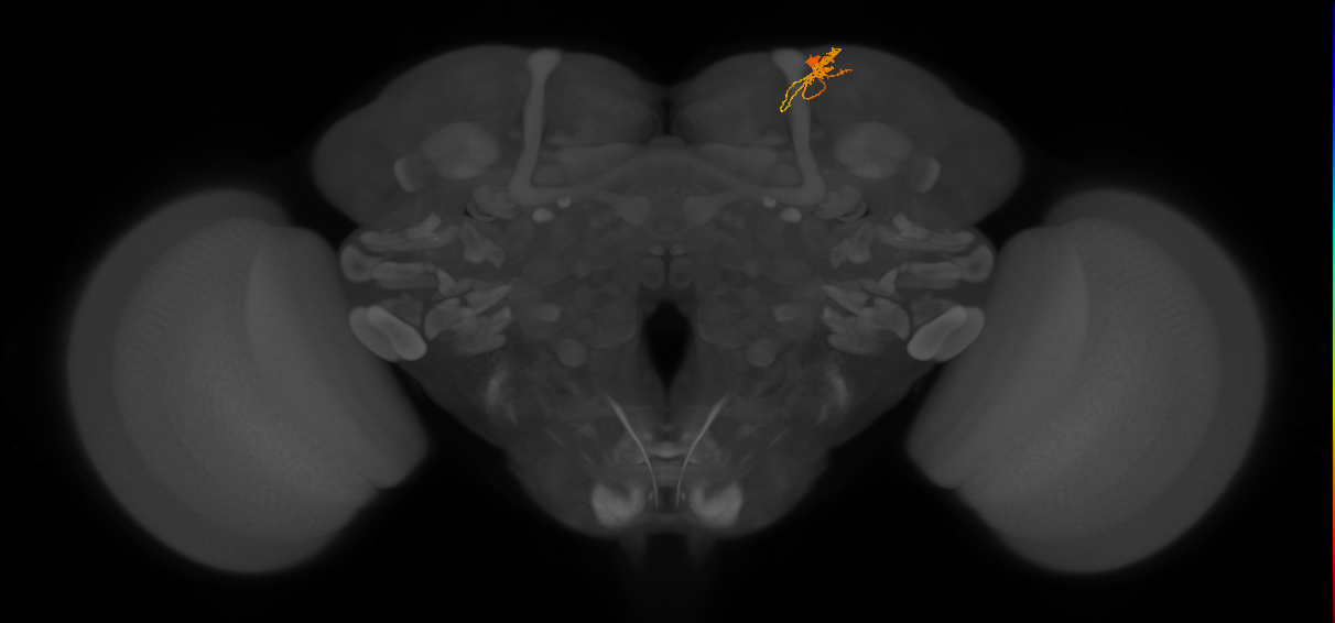 CB1617_R (MaleCNS:512762)