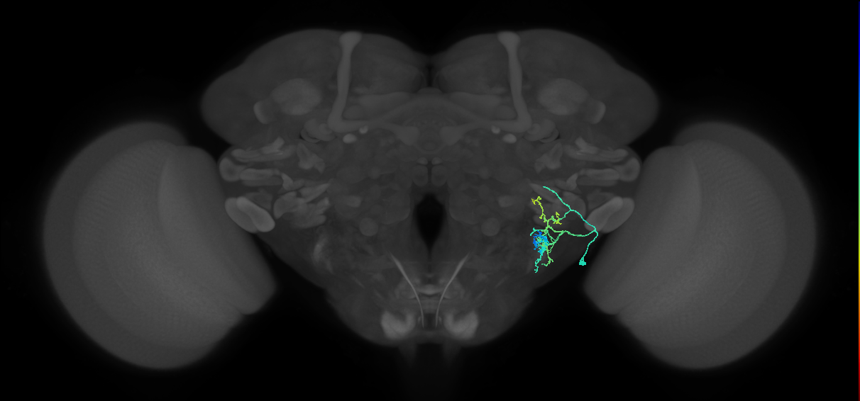 CB1638_R (MaleCNS:41612)