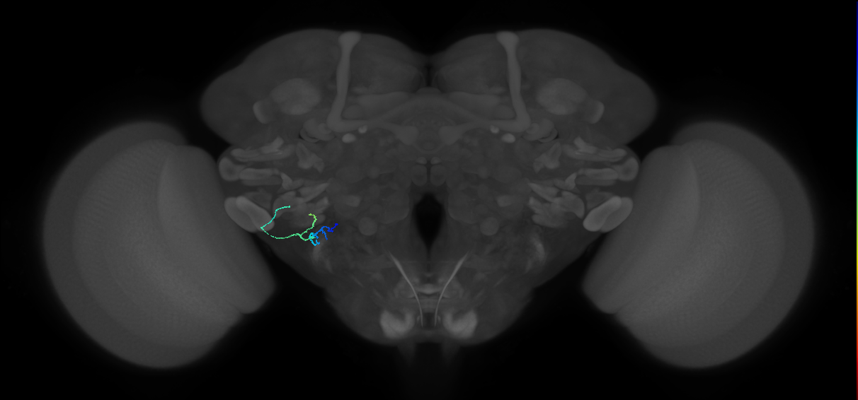 CB1638_L (MaleCNS:265578)