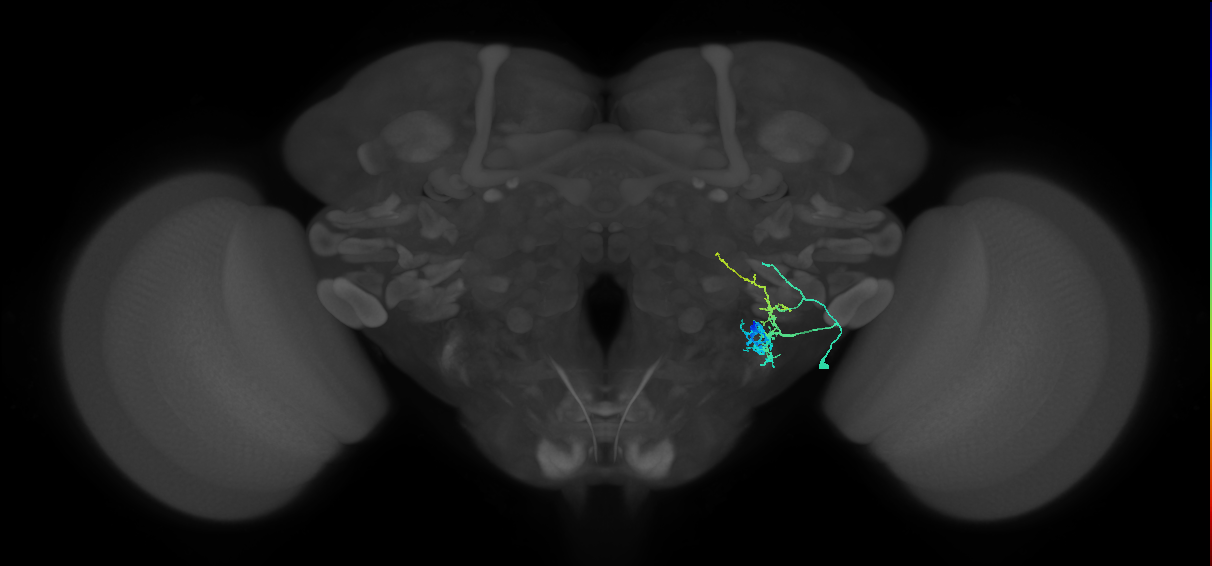CB1638_R (MaleCNS:34869)