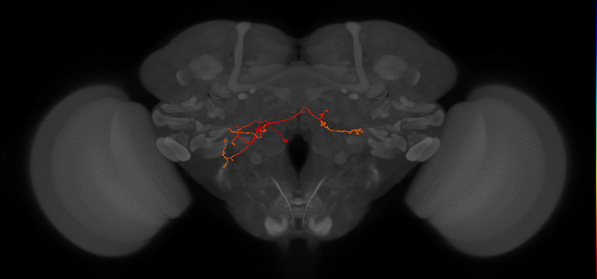 CB1641_L (MaleCNS:514520)
