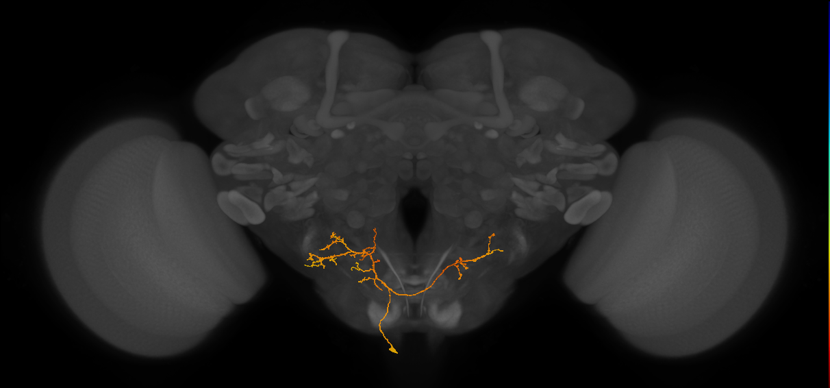 CB1786_a_L (MaleCNS:39269)