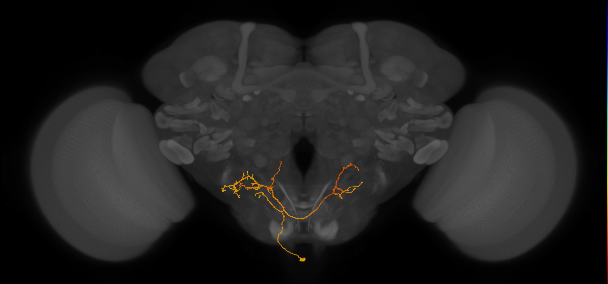 CB1786_a_L (MaleCNS:38886)