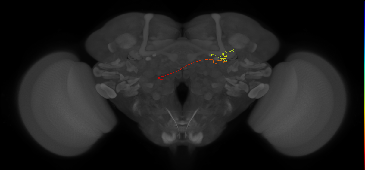 CB1789_L (MaleCNS:173525)