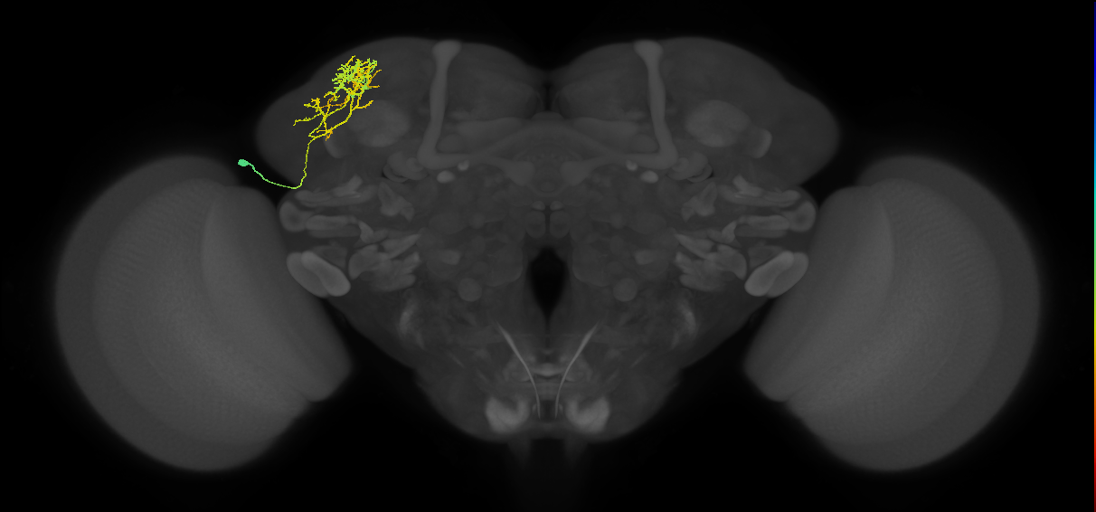 adult SLPav3 lineage neuron