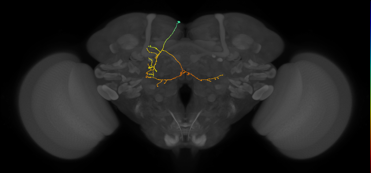 CB1833_L (MaleCNS:553196)