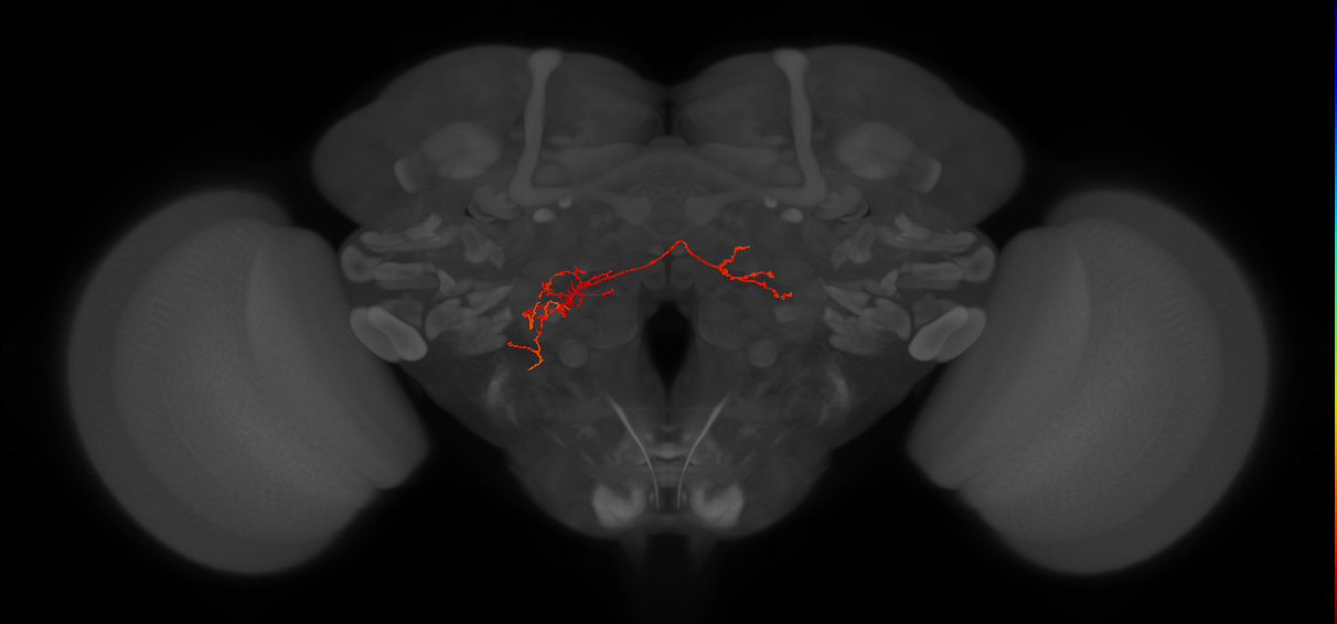 CB1836_L (MaleCNS:53998)