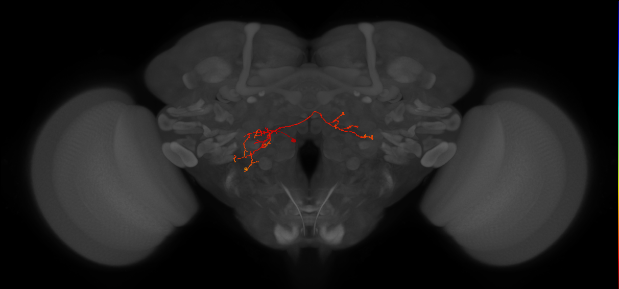 CB1836_L (MaleCNS:76498)
