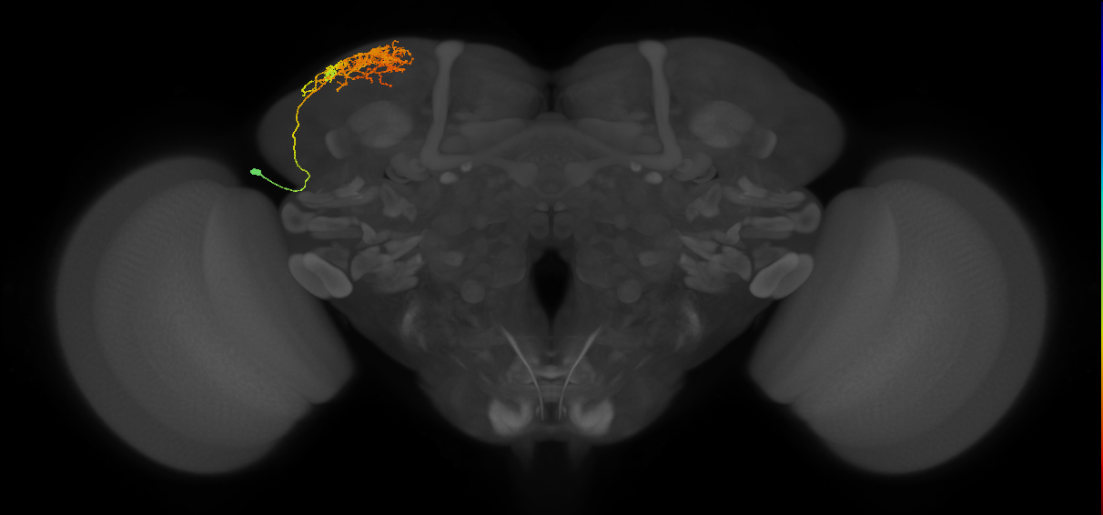 CB1838_L (MaleCNS:55294)