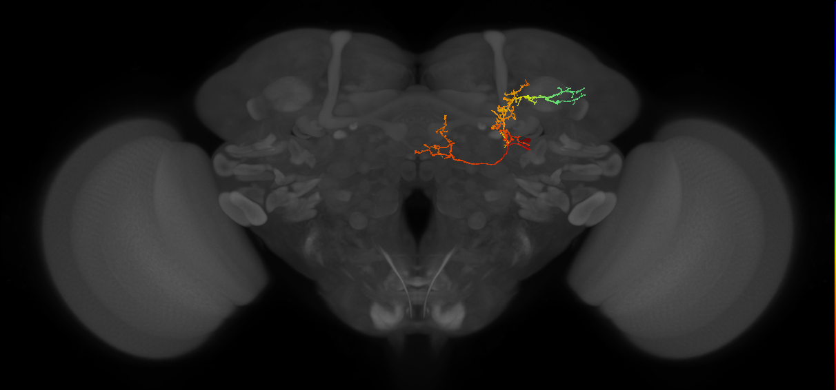 CB1876_R (MaleCNS:68109)