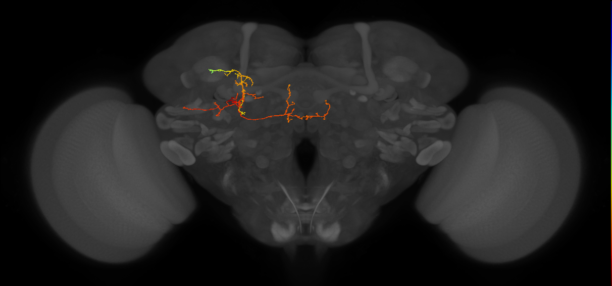 CB1876_L (MaleCNS:156443)