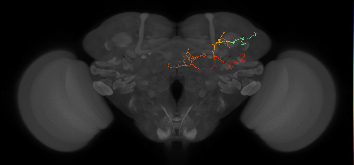 CB1876_R (MaleCNS:95190)