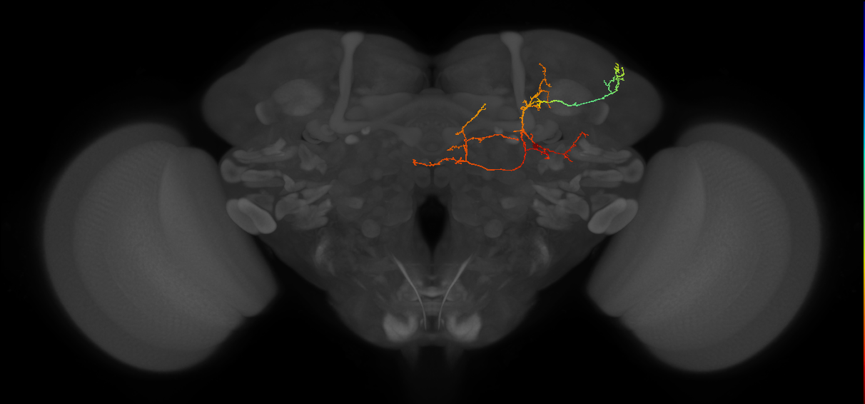 CB1876_R (MaleCNS:576136)