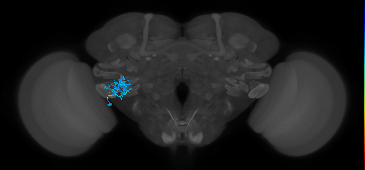 CB1885_L (MaleCNS:513697)