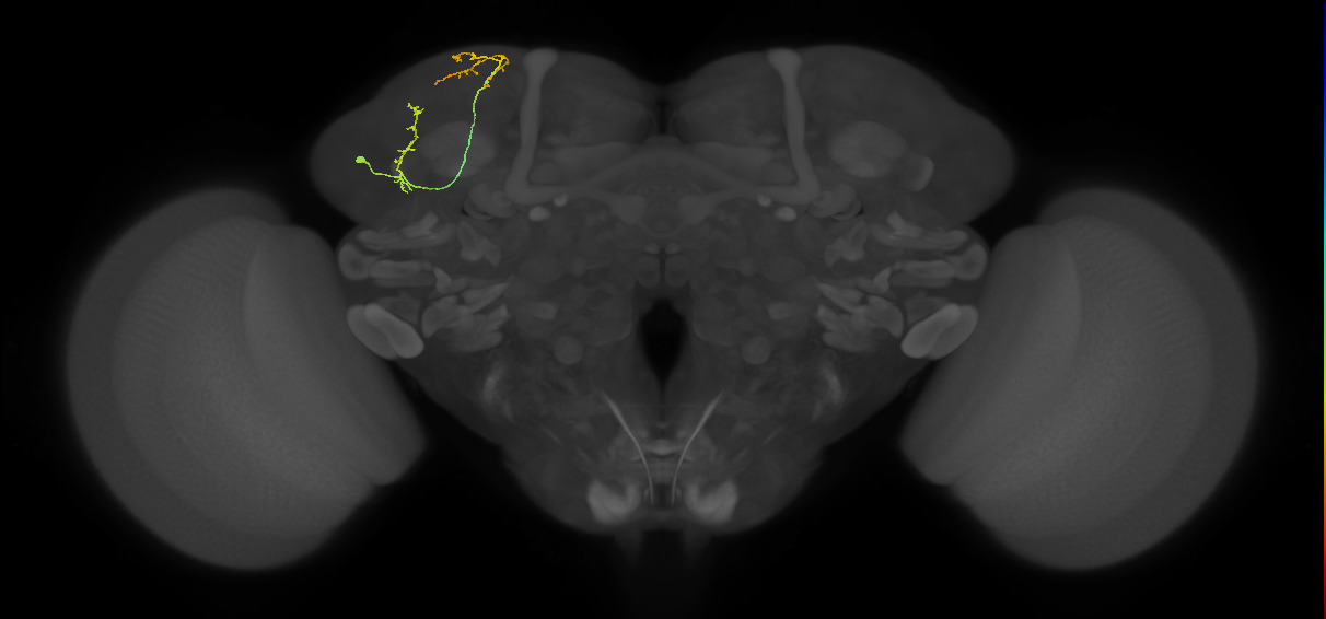 CB1923_L (MaleCNS:526063)