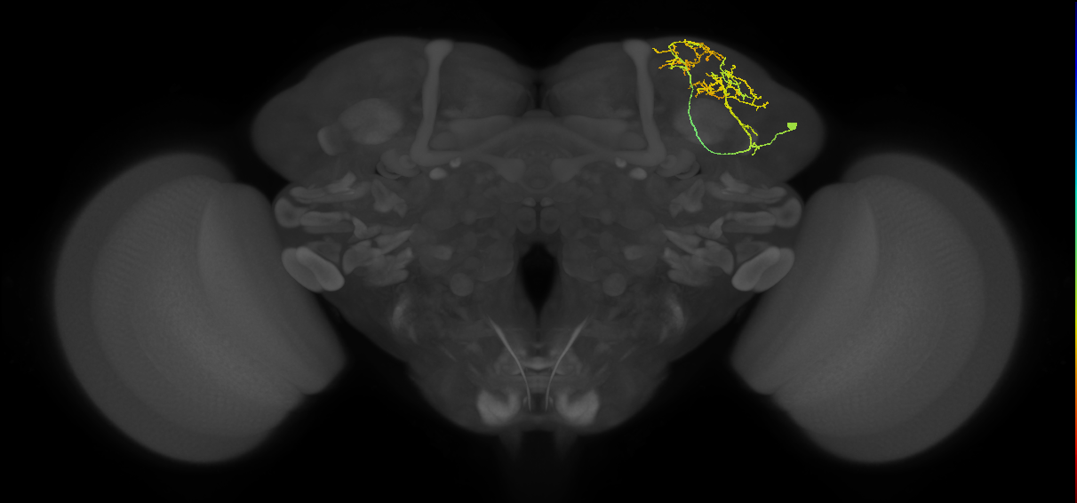 CB1923_R (MaleCNS:49898)