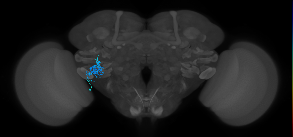 CB1964_L (MaleCNS:27069)
