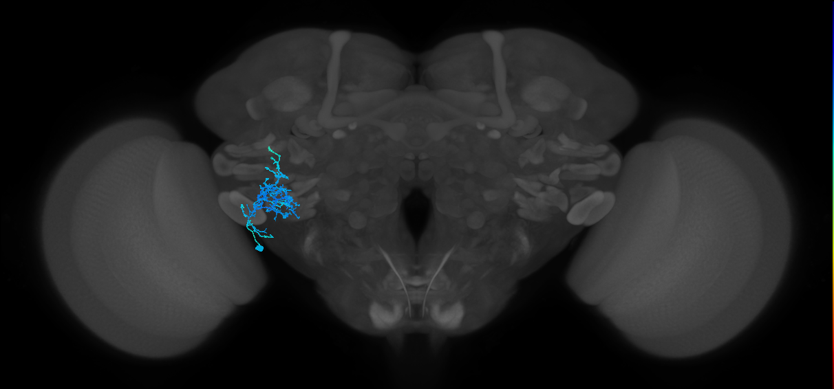 CB1964_L (MaleCNS:531353)