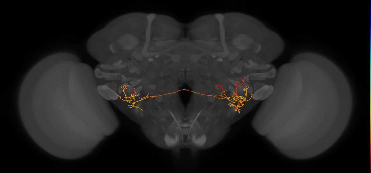 CB1983_R (MaleCNS:39492)