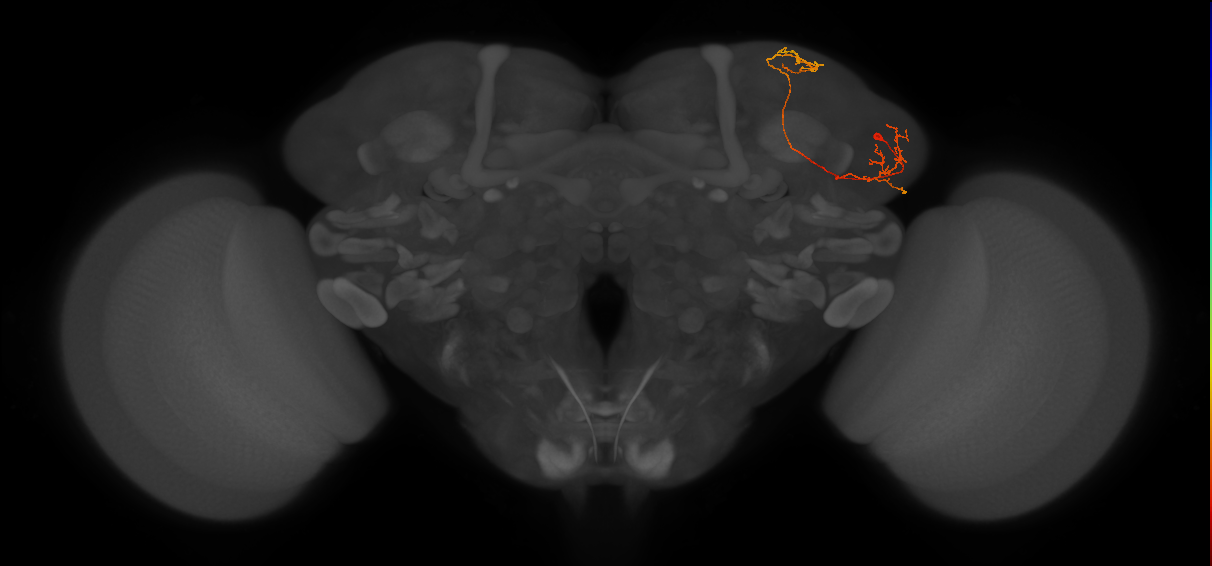 CB2148_R (MaleCNS:89277)