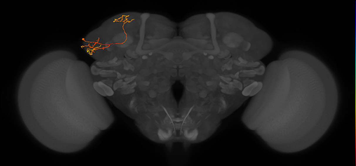 CB2148_L (MaleCNS:160322)