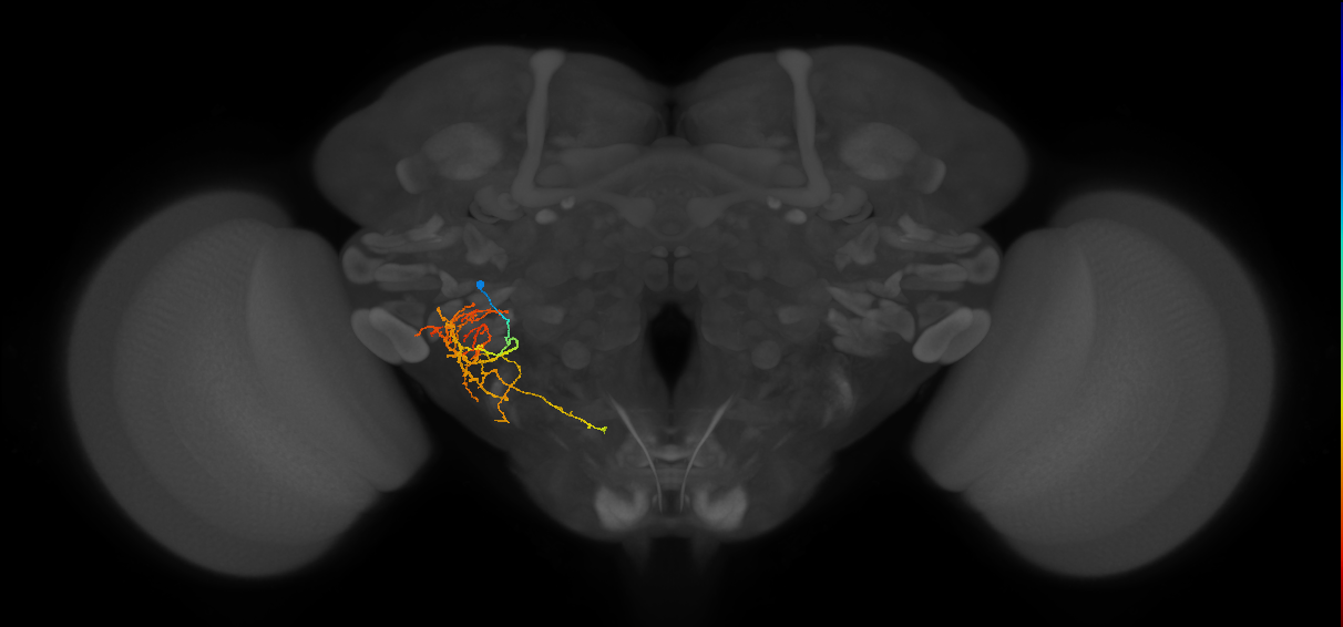 CB2246_L (MaleCNS:122818)