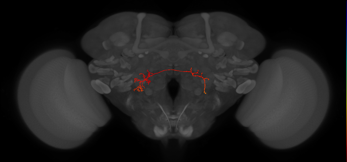 CB2252_L (MaleCNS:80244)