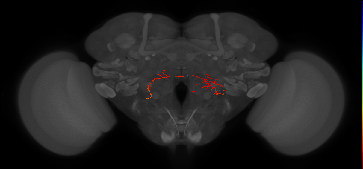 CB2252_R (MaleCNS:93118)