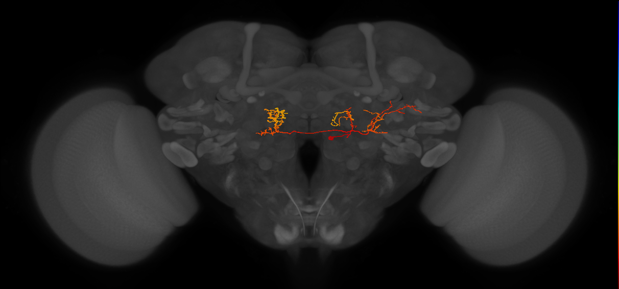 CB2343_R (MaleCNS:43560)