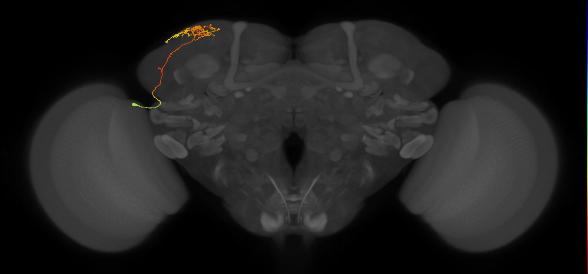 CB2346_L (MaleCNS:120504)