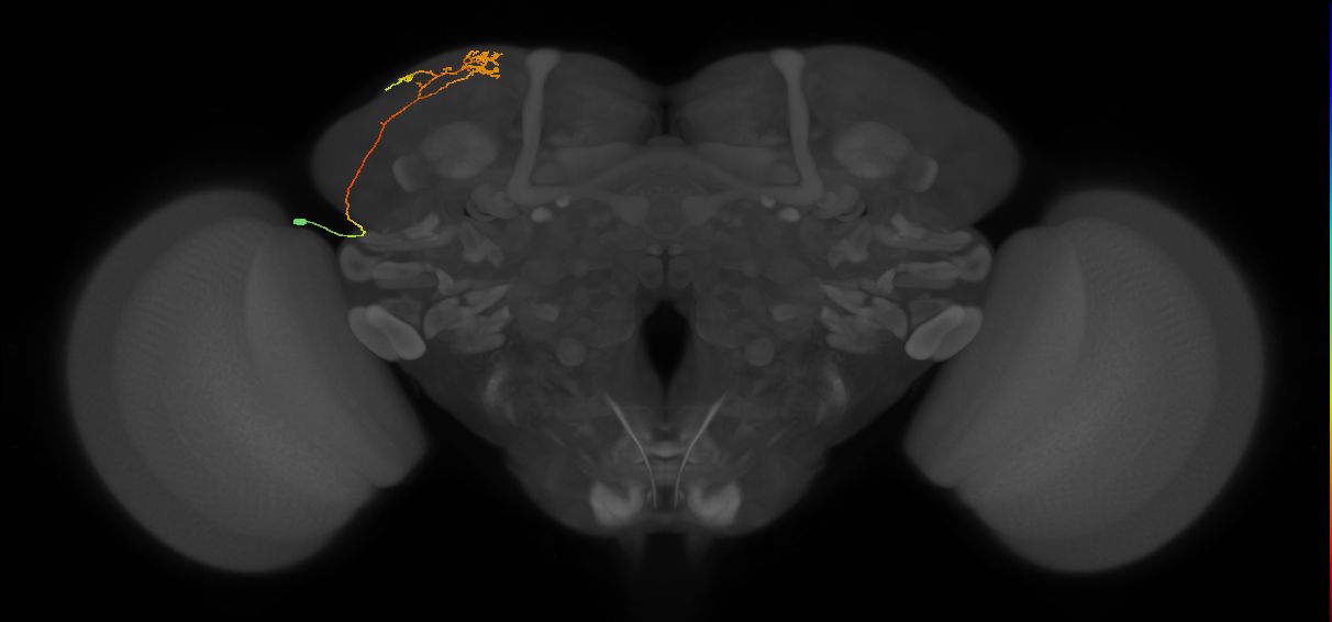 CB2346_L (MaleCNS:122092)