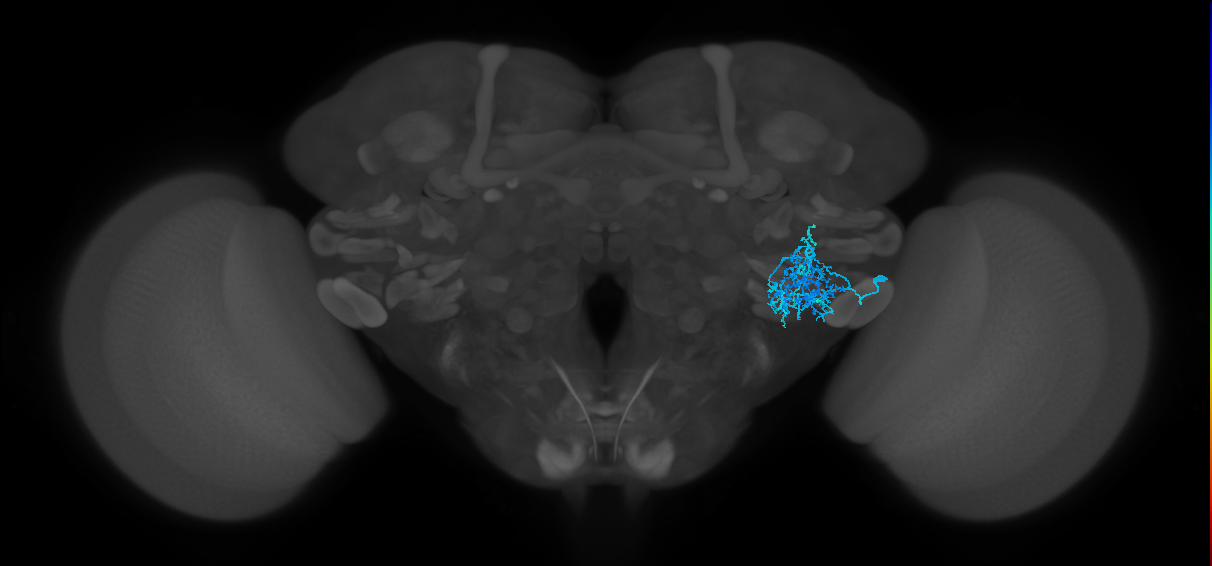 CB2404_R (MaleCNS:36486)