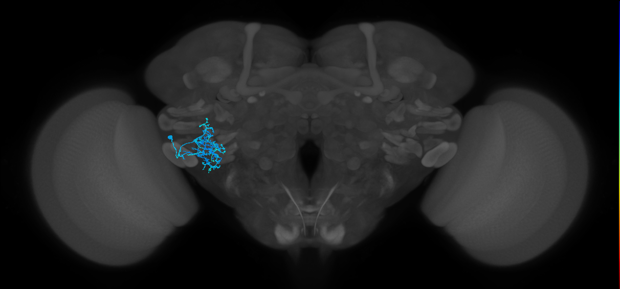 CB2404_L (MaleCNS:112430)