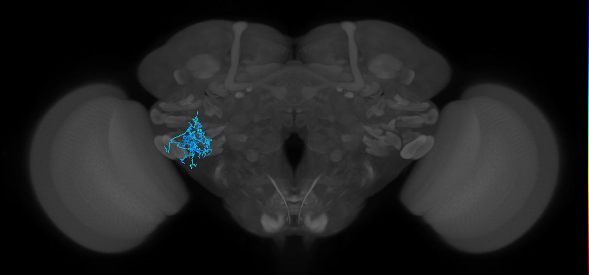 CB2404_L (MaleCNS:522413)