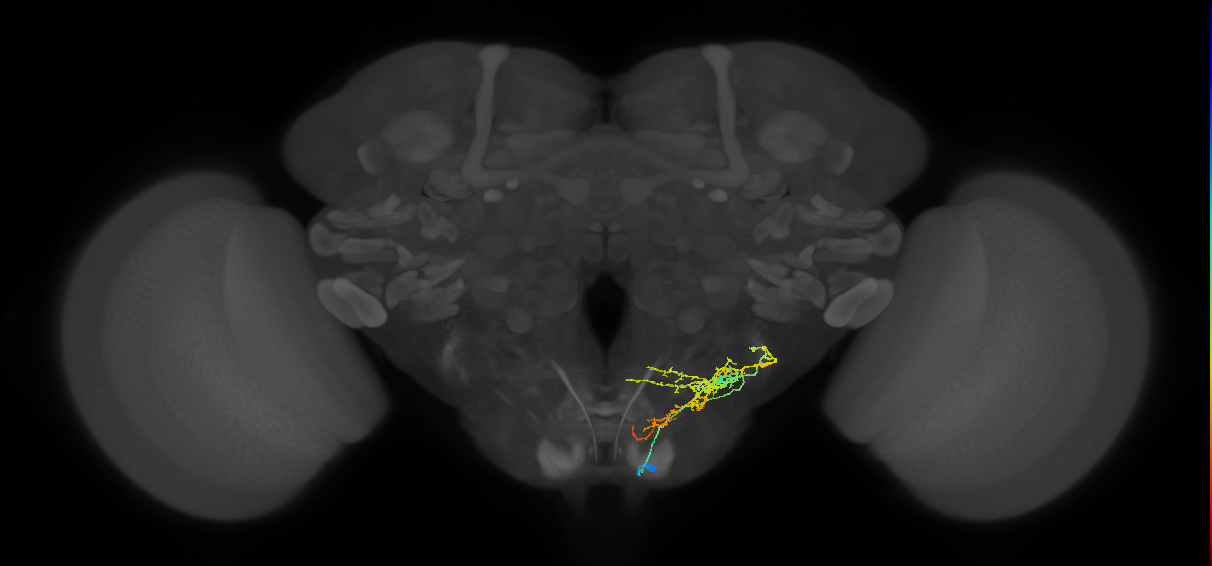 CB2440_R (MaleCNS:32539)