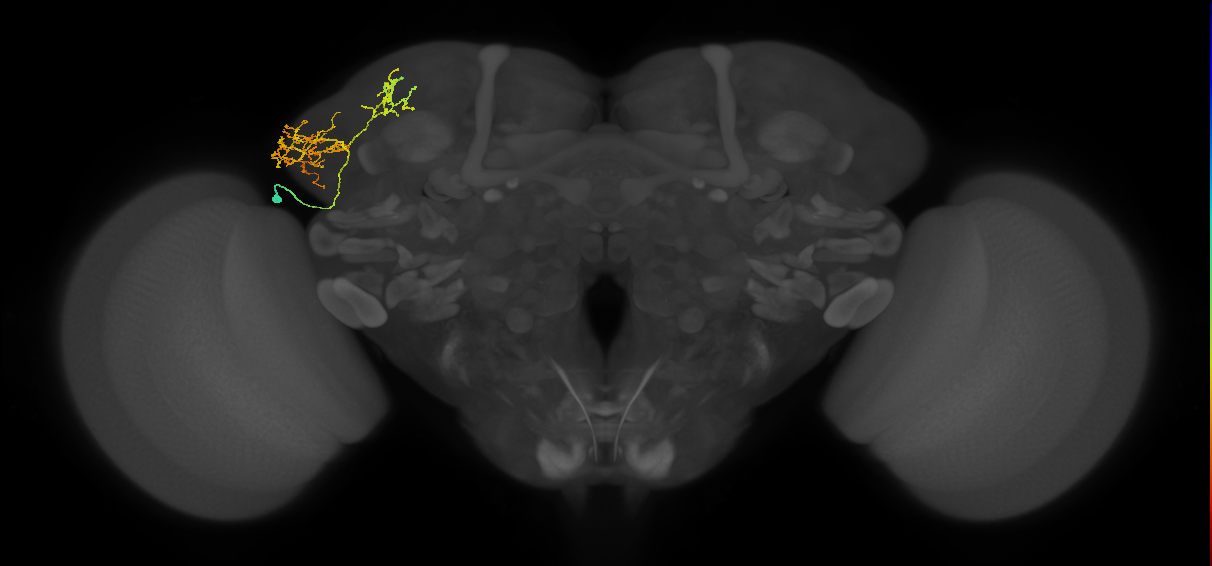 CB2448_L (MaleCNS:262579)
