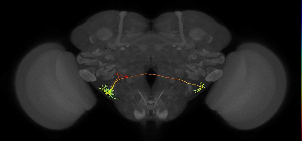 CB2501_L (MaleCNS:532619)
