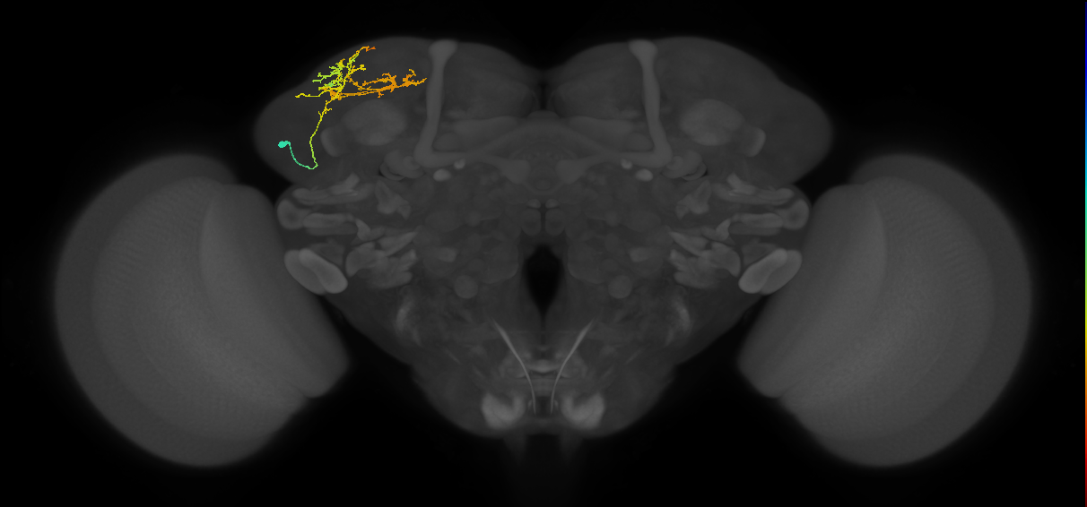 CB2507_L (MaleCNS:48819)